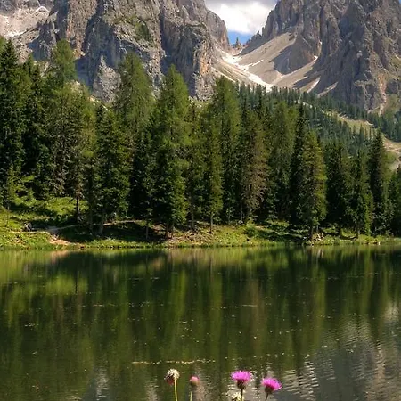 Il Cardo