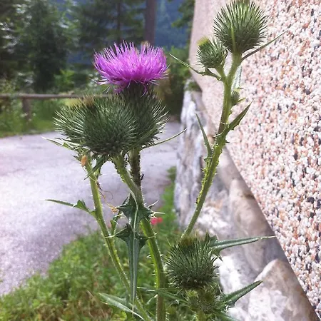 Il Cardo 3* San Vito di Cadore