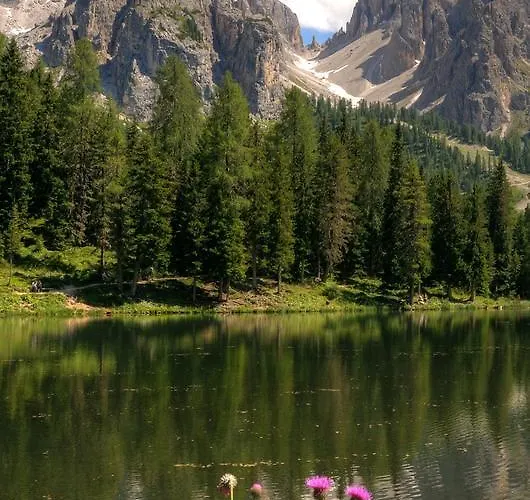 Il Cardo