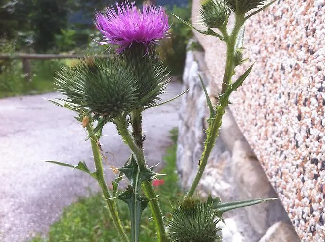 Il Cardo 3* San Vito di Cadore